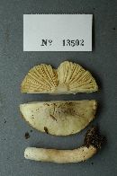 Tricholoma sejunctum image